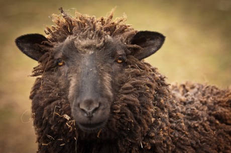Black sheep make the warmest wool.