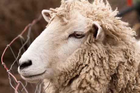 Sal awaits his date with the shearer. A haircut with a new stylist is always a worrisome proposition.