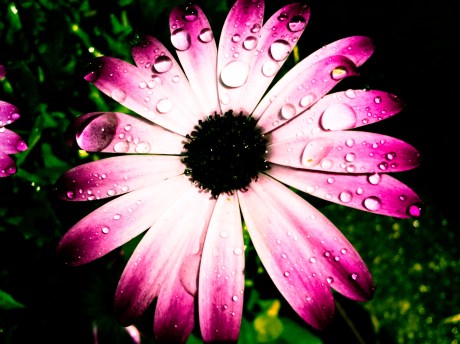 Did you know that African daisies are in the same family as sunflowers? I didn't, either. Thank you, Wikipedia.