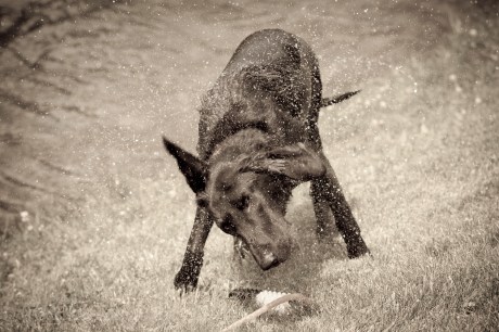 Half the fun in going for a swim is shaking off near innocent bystanders while pretending you didn't mean to get them wet.