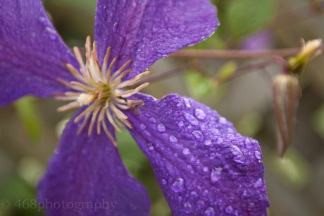 You know it's a hot summer when even the flowers look like they're sweating.