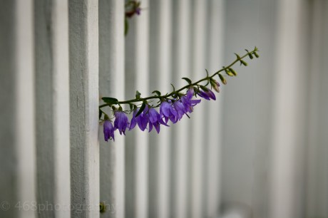 Is it just me, or does this look like a view down the corridor in Plant Prison? I shudder to think what those ladybells might have done to wind up in the pokey.