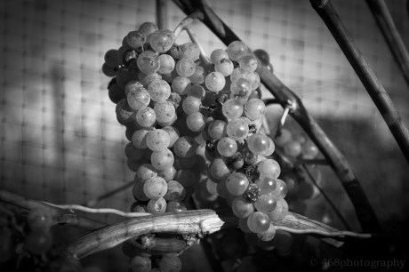 ...is a hangover in its larval state.