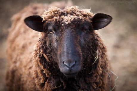 Although he doesn’t seem quite as shaggy as he did last year before his spring shearing, Joseph is still doing an admirable Matt Stone impersonation.