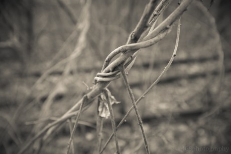 These vines look interesting, attractive...