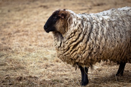 All sheep are available in crewneck.