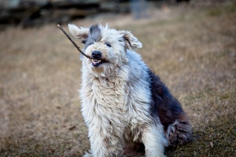 ...quite like an old dog...