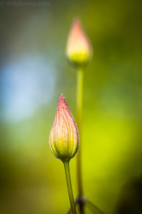 It’s just a matter of time before the vines bloom, but for now they sort of look like torches.