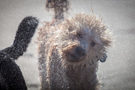 After all those cold-looking shots, it seemed high time for a pleasant distraction. Shake Shake Shake