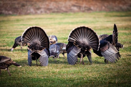 ...when even the turkeys moon you. IMG_9405-LRmw