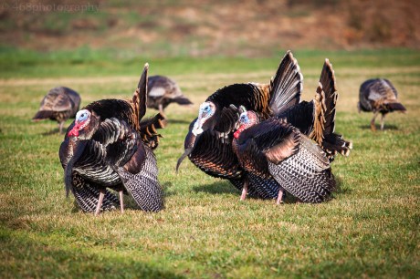 You know you’ve earned the disrespect of the local wildlife... IMG_9417-LRmw